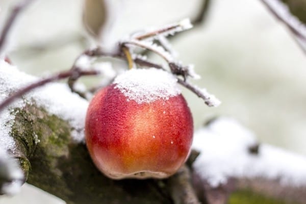 Save the Peaches testbed.