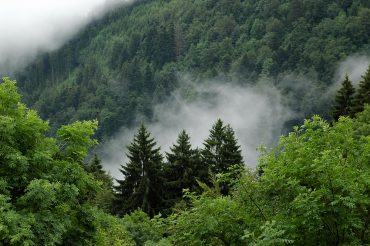 Using Artificial Intelligence to Track Deforestation