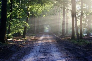 Dryad Networks Obtains $2.1 Million for IoT-based Wildfire Detection Network