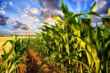 Automation Helps Farmers Improve Sustainability