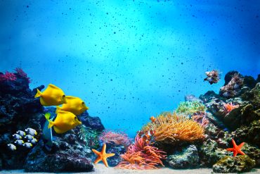 Underwater IoT Revolutionizing Water Management